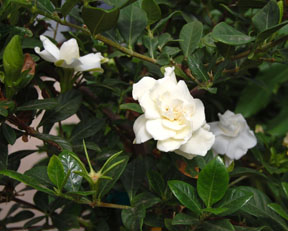 Gardenia