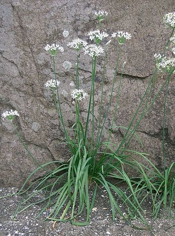 Garlic Chives