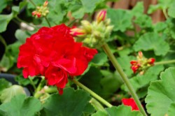 geranium-cu-web