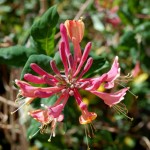 honeysuckle-cu_0720