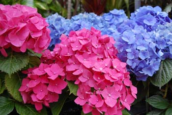 Hydrangea