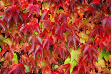 Boston ivy leaves turn beautiful colors in fall.