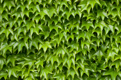 Boston Ivy