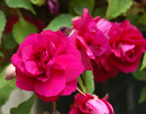 impatiens-double_hot-pink-2550