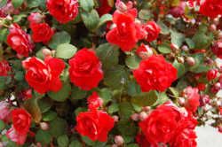 impatiens-red_2548