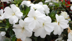 impatiens-white