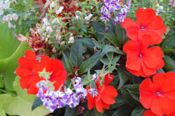 impatiens_w.summer_snapdragon