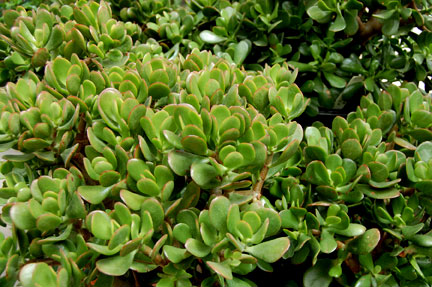 Jade Plant