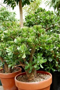 jade-plant-in-pot_0623