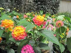 Lantana