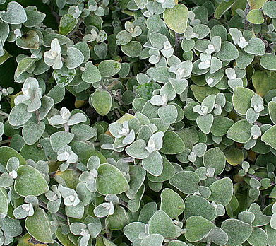 Licorice Vine