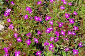 lobelia-magenta-white-centers