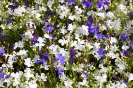 lobelia-white+purple_1548