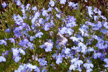 lobelia_purple-1549