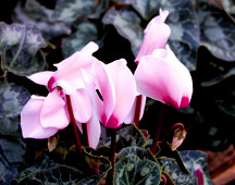 lt-pink-cyclamen-sm-web