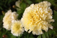 marigold-African-annual_-web0555