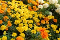 marigolds-french-web-0162