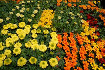 Marigolds