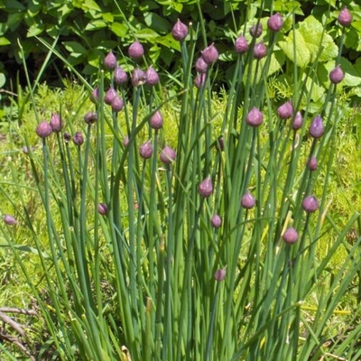 Onion Chives