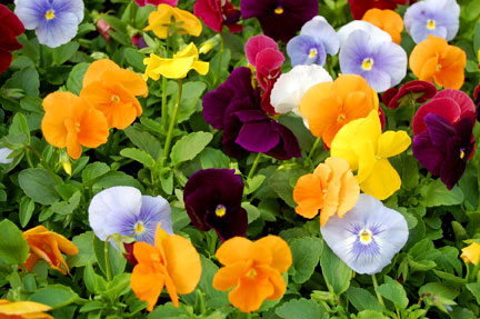 Pansies