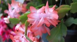 peach xmas cactus