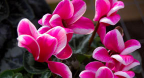 pink_cyclamen_cu-web