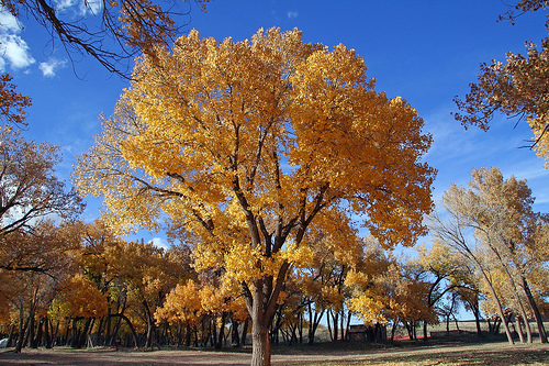 Cottonwood – Rio Grande