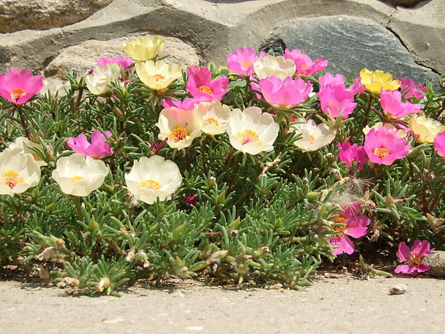 Portulaca or Moss Rose