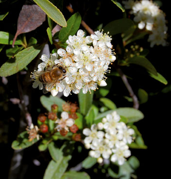 pyracantha-bee-cu-web