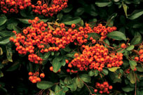 Pyracantha