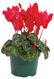 red cyclamen 72 dpi