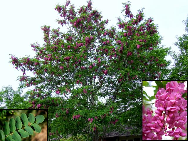 Flowering Locust