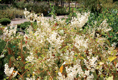 Silver Lace Vine