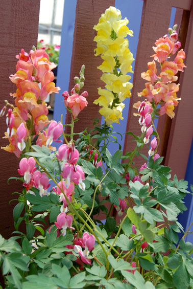 snapdragons-color-bowl_0605