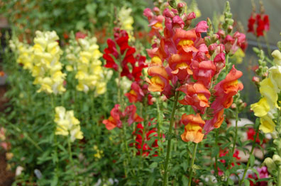 Snapdragon