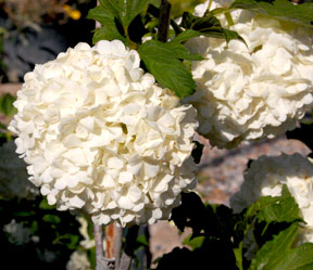 snowball-bush-crop-web-2127