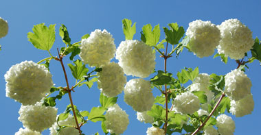 Snowball Bush