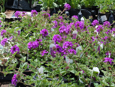 Verbena