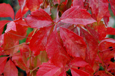 Virginia Creeper