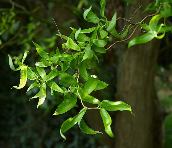 Corkscrew Willow