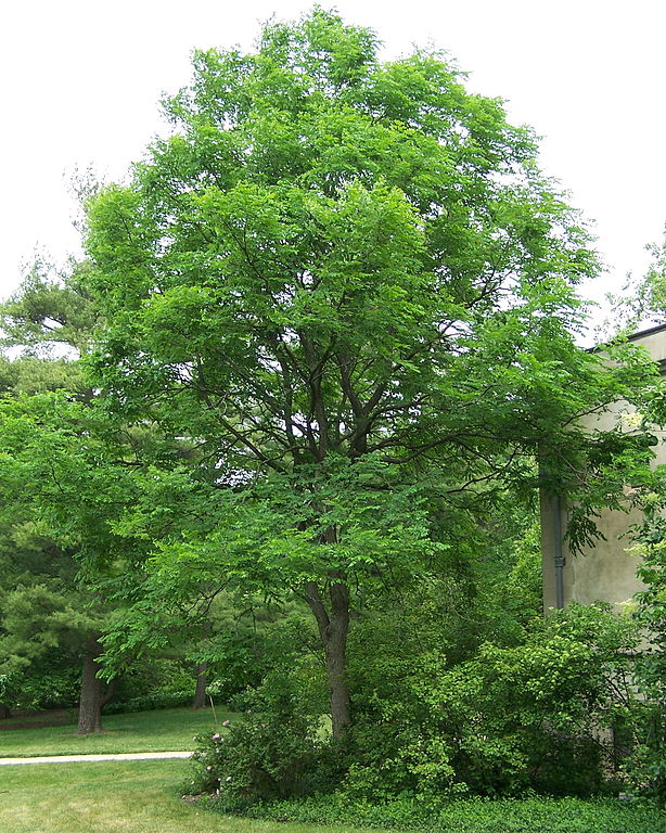 Kentucky Coffee Tree