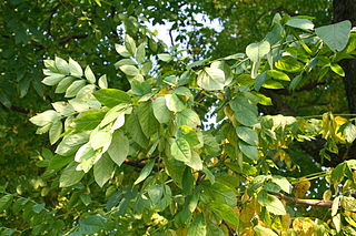 wiki-kentucky coffee-Gymnocladus_dioicus_JPG1b