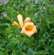 yellow-trumpet-vine-crpd-we