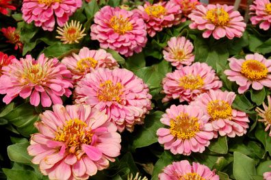 Zinnia