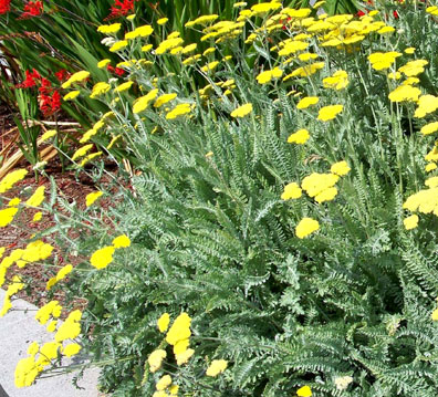 Yarrow ‘Moonshine’