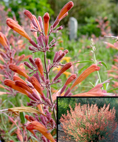 Sunset Hyssop