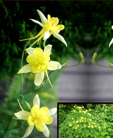 Columbine