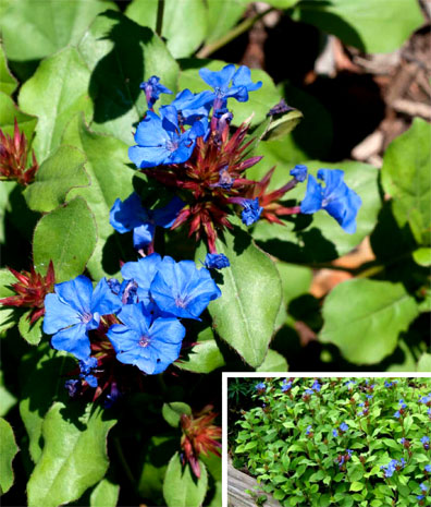 Hardy Plumbago – Hardy Leadwort