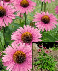 Echinacea-purpurea-TofC