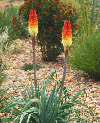Red Hot Poker or Torch Lilies